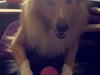 Shetland sheepdog Trunte