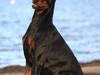 Dobermann Tahi-reme Nadya Nikita [Tidl. hund]