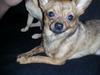 Chihuahua Villads