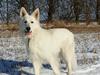 Hvid Schweizisk Hyrdehund MTM Qing Quicksilver
