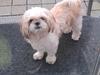 Shih tzu Smila