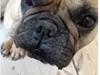 Fransk bulldog Oda