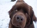 Newfoundlænder Baune, Newetta's Knockout in Brown
