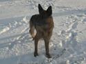 Schæferhund Goshia