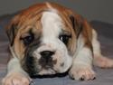 Engelsk bulldog Viggo - Molosshusets Led Zeppelin
