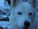 Siberian husky Tori