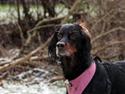 Gordon setter Freja