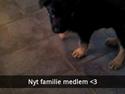Schæferhund Xam udtales Sam