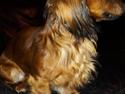 Dværggravhund casper
