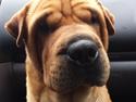 Shar pei milo