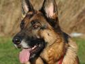 Schæferhund Vega *R.I.P*