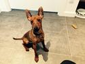 Dvaergpinscher Trolde