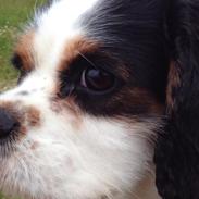 Cavalier king charles spaniel Oscar