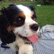 Cavalier king charles spaniel Oscar