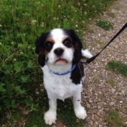 Cavalier king charles spaniel Oscar