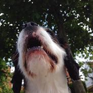 Cavalier king charles spaniel Oscar