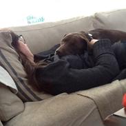Labrador retriever Molli