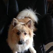 Blanding af racer Kayo