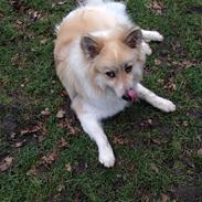 Blanding af racer Kayo