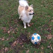 Blanding af racer Kayo