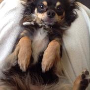 Chihuahua Casar vom Haus Buve