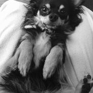 Chihuahua Casar vom Haus Buve