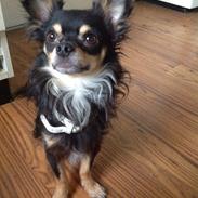 Chihuahua Casar vom Haus Buve