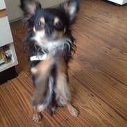 Chihuahua Casar vom Haus Buve