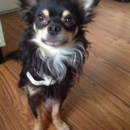 Chihuahua Casar vom Haus Buve