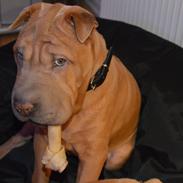 Shar pei Chuck Norris