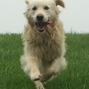 Golden retriever Baloo