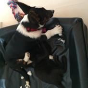 Welsh corgi cardigan Bianca (Aya)