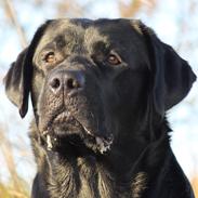 Labrador retriever Mochipappa's Bobby Mcferrin