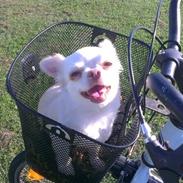 Chihuahua Mischa