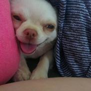 Chihuahua Mischa