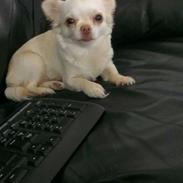 Chihuahua Mischa