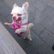 Chihuahua Mischa