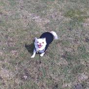 Chihuahua Mischa