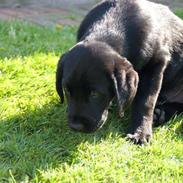 Labrador retriever Ozzy