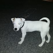 Jack russell terrier Spot of Top Noch (jackson) R.I.P