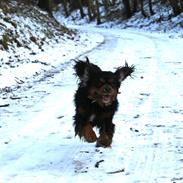 Cavalier king charles spaniel Cavaking's Ultra Speed - "Felix"