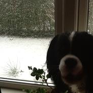 Cavalier king charles spaniel Charly