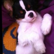 Cavalier king charles spaniel Charly