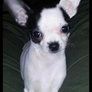 Chihuahua Freddie