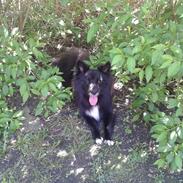 Islandsk fårehund Thyhunden's Gauti. (Kaldenavn: Aslan)