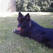 Islandsk fårehund Thyhunden's Gauti. (Kaldenavn: Aslan)