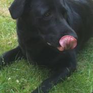 Blanding af racer Daisy