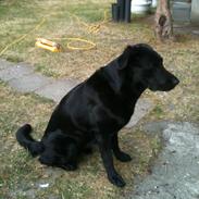 Blanding af racer Daisy