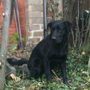 Blanding af racer Daisy