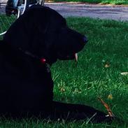 Blanding af racer Daisy